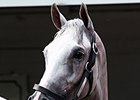 Freshman Sires of 2016: Conclusion Freshman Sires of 2016: Conclusion
