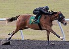 Hip 73 by Into Mischief was 1 of 14 top times