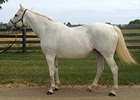 Tap Your Heels, Dam of Tapit, Dies Tap Your Heels, Dam of Tapit, Dies