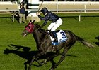 Sire Aussie Rules Euthanized at Age 13 Sire Aussie Rules Euthanized at Age 13
