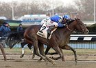 Shadwell's Shagaf Prevails in Gotham Stakes Shadwell's Shagaf Prevails in Gotham Stakes