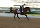 Dubai World Cup: Hoppertunity Dubai World Cup: Hoppertunity
