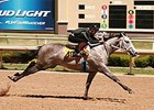 Too Much Bling Filly Tops Texas Sale Works Too Much Bling Filly Tops Texas Sale Works