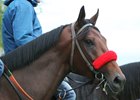Nyquist trains at Keeneland April 22, 2016