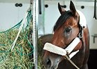 Nyquist's Florida Derby victory means there is no choice but for him to be No. 1.