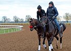 Nyquist jogged twice around the main track at Keeneland.<br><a target="blank" href="http://photos.bloodhorse.com/AtTheRaces-1/At-the-Races-2016/i-KLv2Fms">Order This Photo</a>