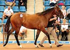Lot 433 by Redoute's Choice