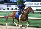 Gun Runner Gets to Work at Churchill Downs Gun Runner Gets to Work at Churchill Downs