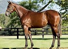 Winx Half Brother Lights Up Inglis Bid Board Winx Half Brother Lights Up Inglis Bid Board