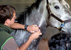 The KHRC greatly expands vet staff for Derby week