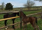 Bay colt out of Marietta's Charm is the first reported foal by J J's Lucky Train.