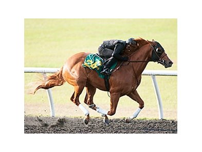Hip 242, a Florida-bred son of Shackleford, went a quarter in :20 3/5.