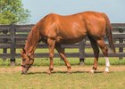 Another Full Sibling to American Pharoah Arrives Another Full Sibling to American Pharoah Arrives