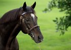 Darley's Medaglia d'Oro