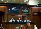 Son of Candy Ride Brings $875,000 at OBS Son of Candy Ride Brings $875,000 at OBS