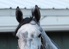 Airdrie Stud Sets 2017 Fees Airdrie Stud Sets 2017 Fees
