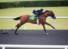 Hip 790, Shackleford-Xpressive Diva works 20.2 at the OBS Sale in Ocala FL April 14, 2016