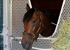 Nyquist Staying On Target for the Derby Nyquist Staying On Target for the Derby