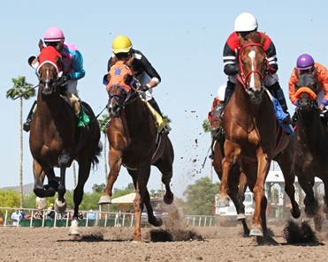 Scrap Iron destroys the rest of the field in the Gene Fleming Breeders' Derby at Turf Paradise.