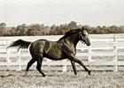 40% of the leading sires in Argentina are from the Northern Dancer line