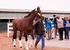 Nyquist to Visit Pimlico Track Wednesday Nyquist to Visit Pimlico Track Wednesday
