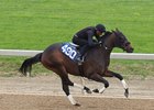 Hip 490 by Uncle Mo