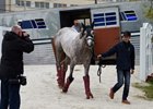 Lani arrives at Pimlico May 19