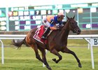 Brown's Trio Surrounds New York Stakes Brown's Trio Surrounds New York Stakes