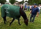 Nyquist grabs a snack of grass as he meets the public and media in the barn area at Churchill Downs May 8.