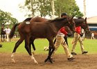 The JRHA Select Sale has 243 foals catalogued for the foal session.