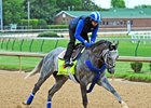 Mohaymen at Churchill Downs this spring