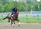 Nyquist on Cruise Control for Preakness Nyquist on Cruise Control for Preakness