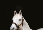 Tapit continues his reign as the top-priced stallion in North America