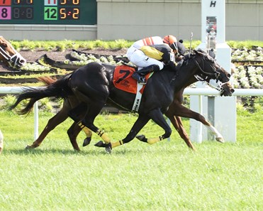 Bucket Beat dead heats in the Green Carpet Stakes with Linda's Luck.