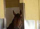 Exaggerator Gallops Lap Around Belmont Track Exaggerator Gallops Lap Around Belmont Track