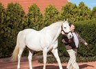 Tapit at Gainesway