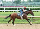 Brody's Cause working at Churchill Downs May 28