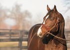 The A.P. Indy line is responsible for stallions Take Charge Indy, Power Broker, and Orb
