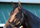 Stradivari at Pimlico in May