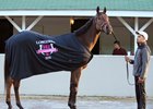 Cathryn Sophia, the morning after her 2016 Kentucky Oaks victory