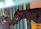 Exaggerator, Nyquist Set for Belmont Rematch Exaggerator, Nyquist Set for Belmont Rematch