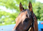 Nyquist, Songbird Drill at Del Mar Nyquist, Songbird Drill at Del Mar