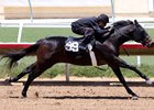 Hip 99, a Speightstown colt, will sell May 27 at Barretts