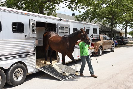 Exaggerator arrives at Belmont Park for the Belmont Stakes May 29, 2016.