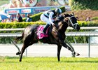 Grade 1 Winner Illuminant Set for Return to Racing Grade 1 Winner Illuminant Set for Return to Racing