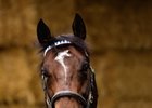 Shamardal at Darley