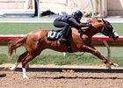 Hansen, Speightstown Progeny Fast at Barretts Hansen, Speightstown Progeny Fast at Barretts
