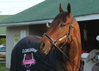 Cathryn Sophia the morning after her victory in the Longines Kentucky Oaks (G1)