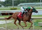 Draft Beer, by Tapizar, wins at Gulfstream Park
