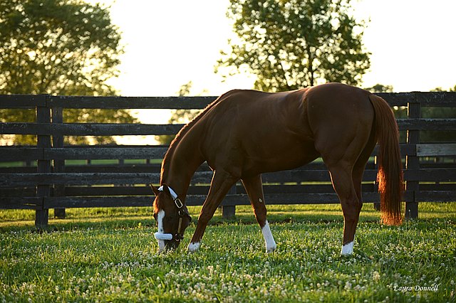 horses arabians stallion
